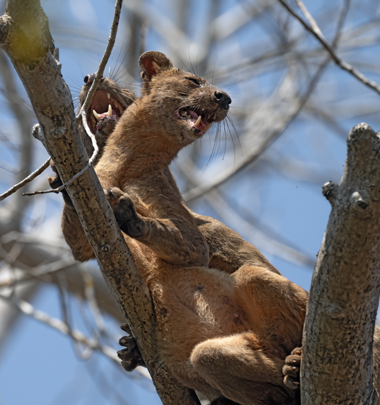 Fossa_24_Madagascar_317-1