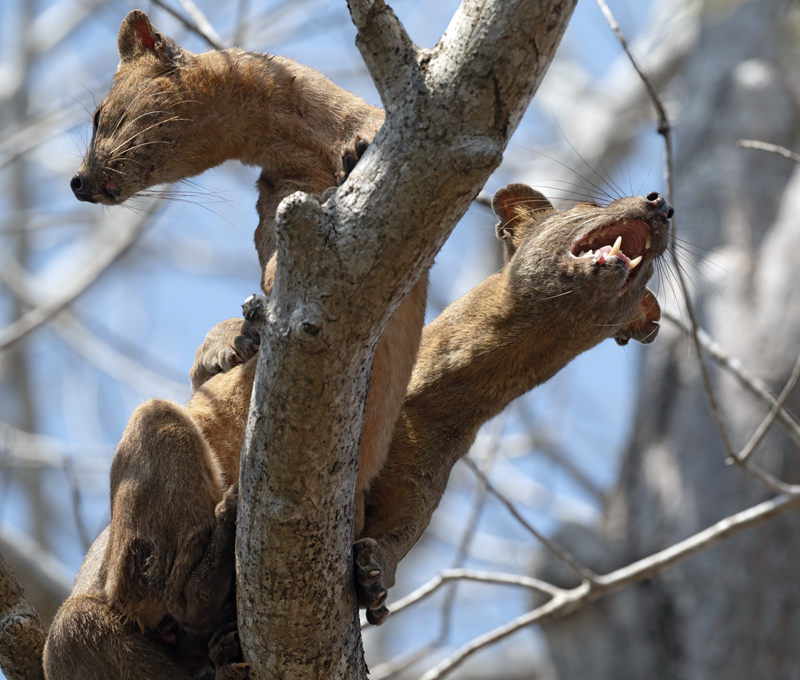 Fossa_24_Madagascar_392