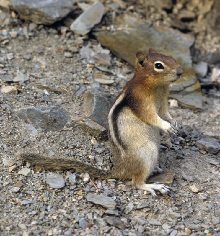 Golden-mantled_Ground_Squirre_15_OR_008