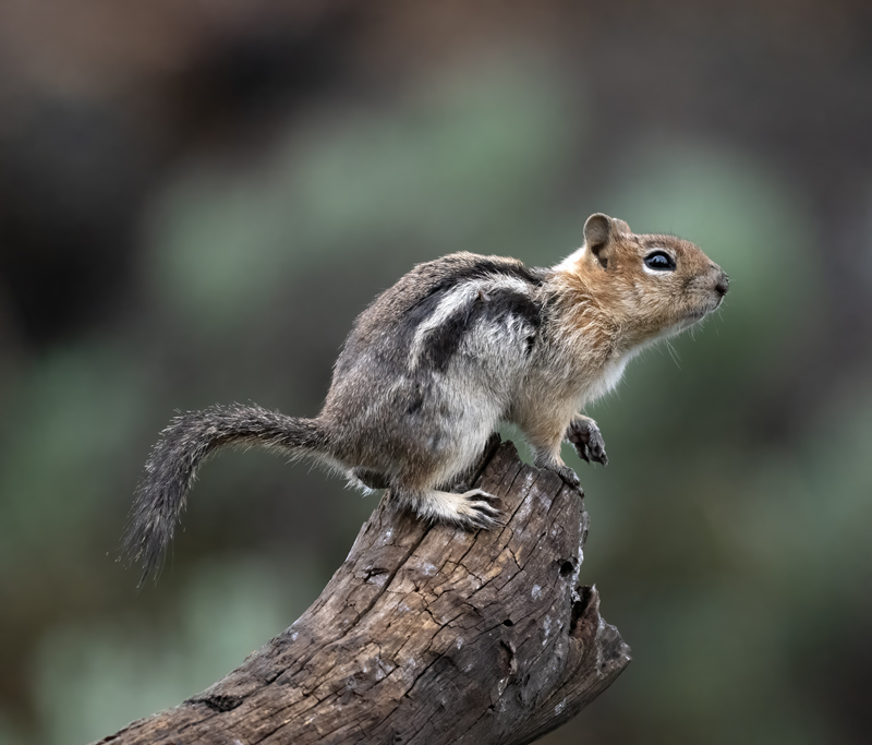Golden-mantled_Ground_Squirrel_23_CA_L_502