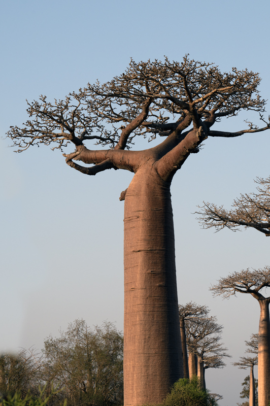Grandidier_Baobab_24_Madagascar_011