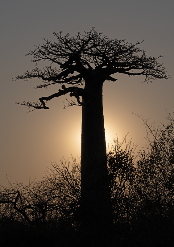 Grandidier_Baobab_24_Madagascar_024