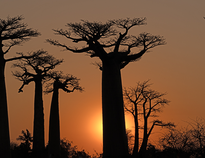 Grandidier_Baobab_24_Madagascar_073