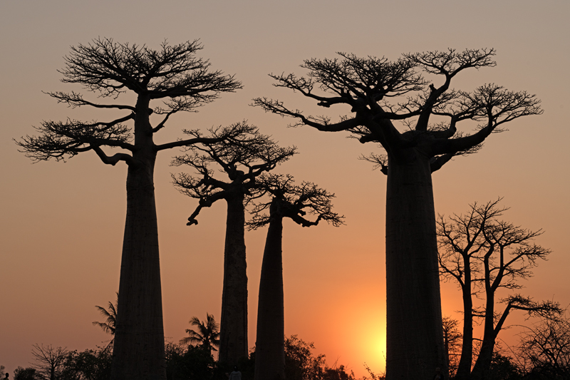 Grandidier_Baobab_24_Madagascar_084
