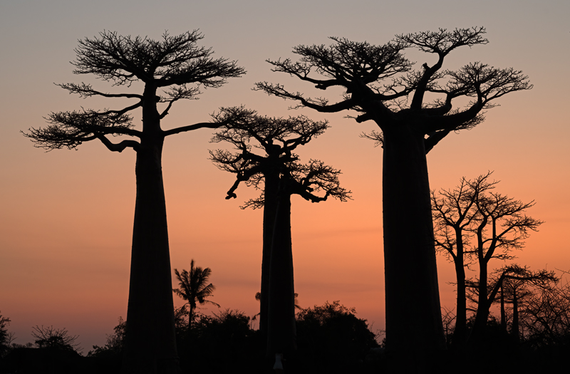 Grandidier_Baobab_24_Madagascar_143