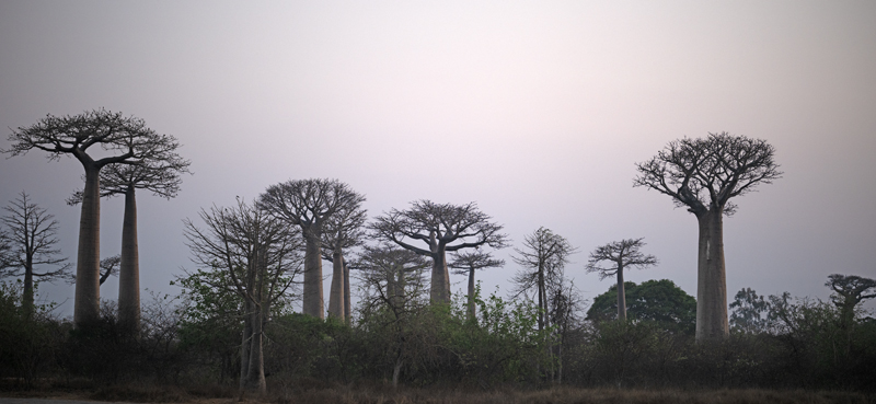 Grandidier_Baobab_24_Madagascar_224