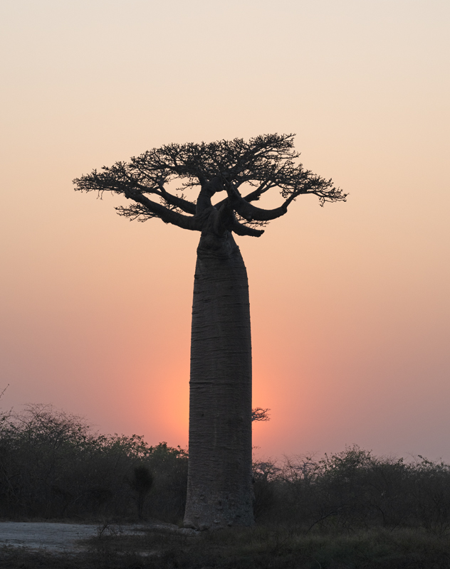 Grandidier_Baobab_24_Madagascar_242