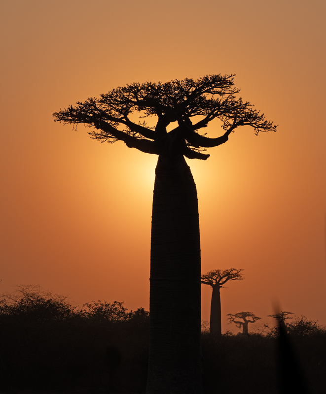 Grandidier_Baobab_24_Madagascar_264