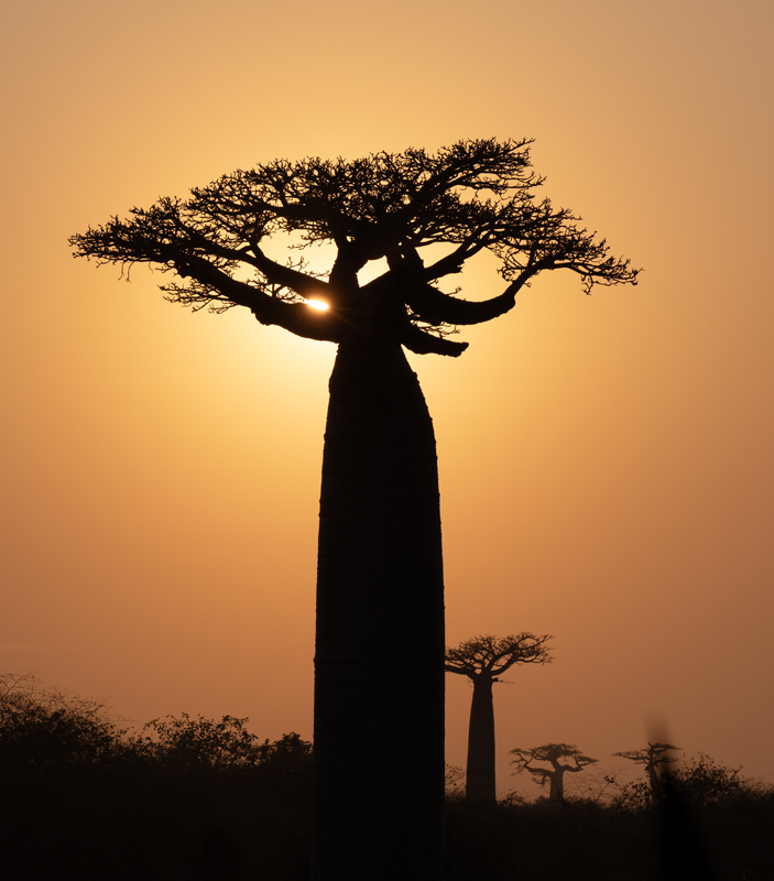 Grandidier_Baobab_24_Madagascar_272