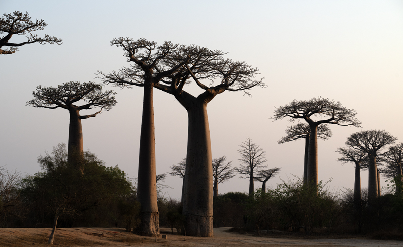 Grandidier_Baobab_24_Madagascar_285