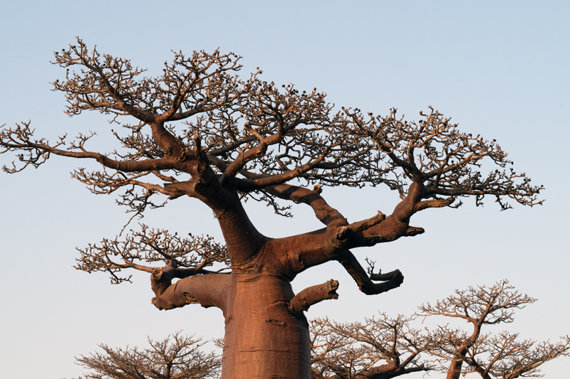 Grandidier_Baobab_24_Madagascar_302