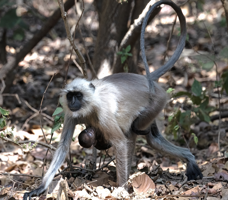 Gray_Langur_Monkey_25_India_012