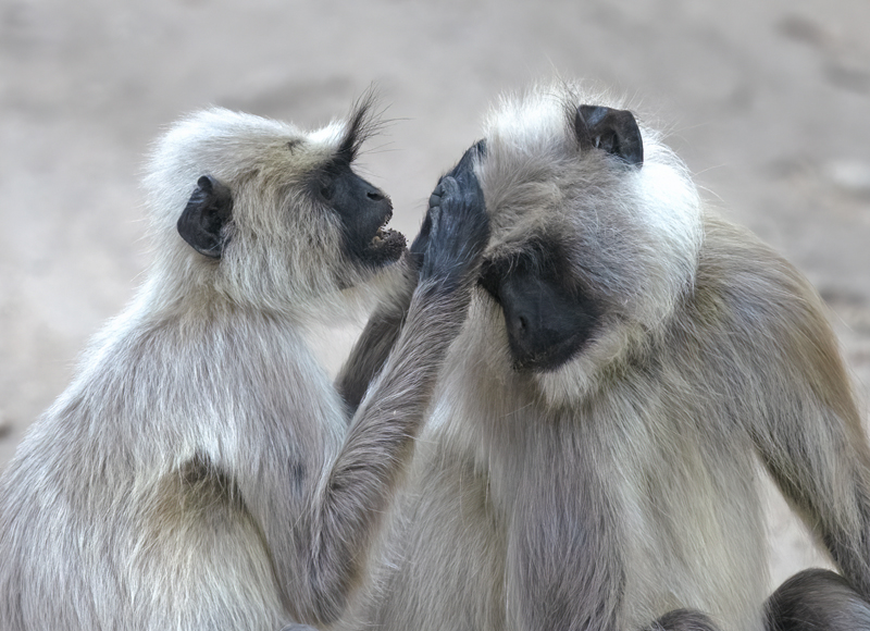 Gray_Langur_Monkey_25_India_064