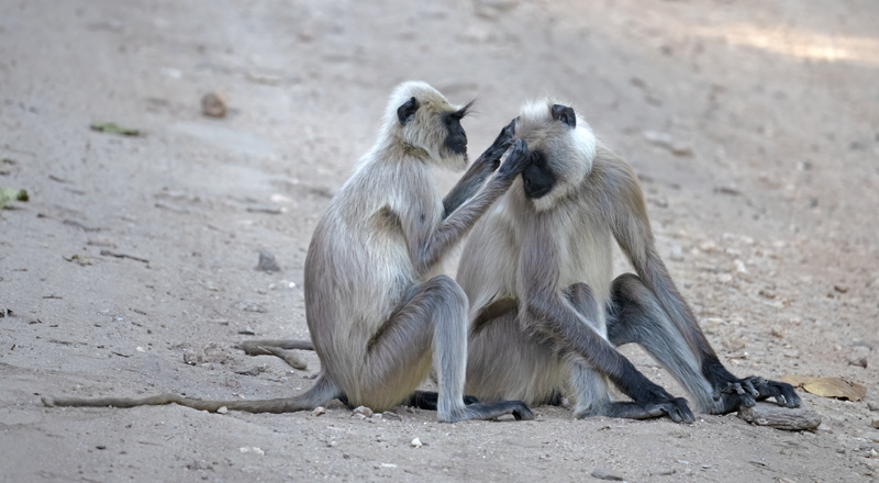 Gray_Langur_Monkey_25_India_069