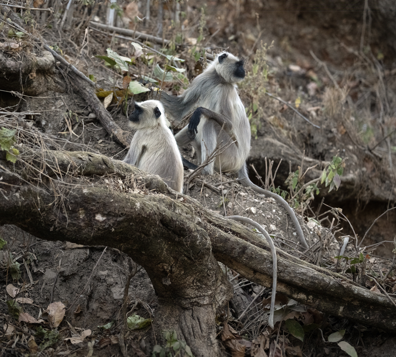 Gray_Langur_Monkey_25_India_082