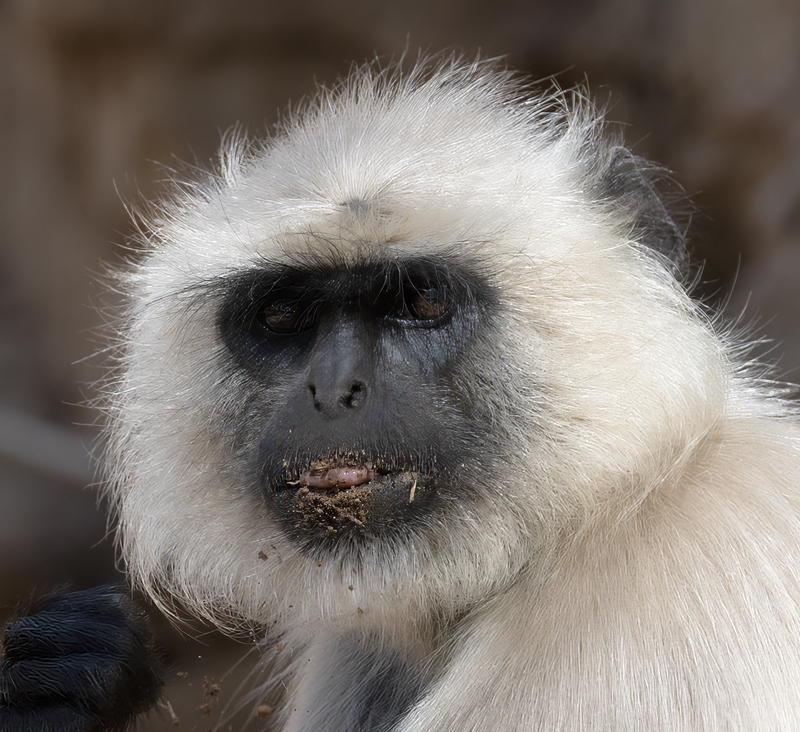 Gray_Langur_Monkey_25_India_085