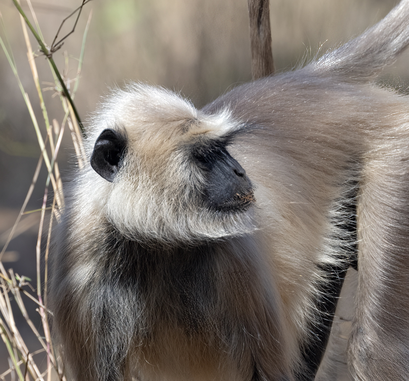Gray_Langur_Monkey_25_India_091