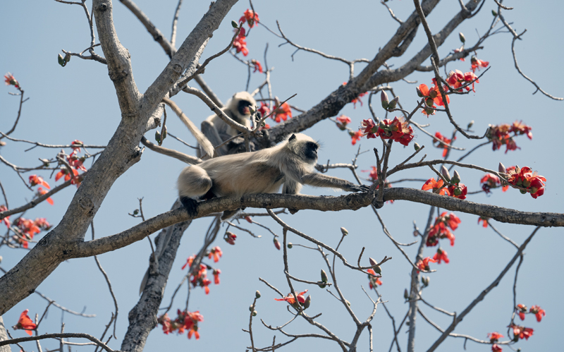 Gray_Langur_Monkey_25_India_124