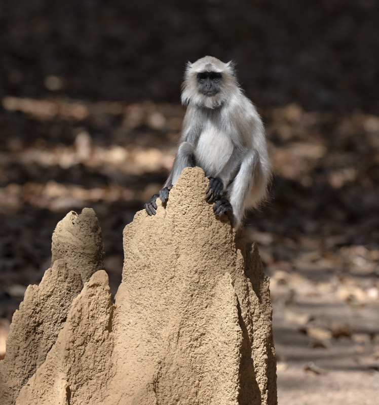 Gray_Langur_Monkey_25_India_145