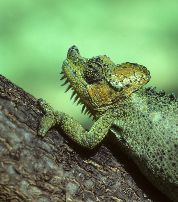 Helmeted_Chameleon_90_Kenya_003