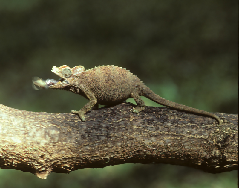 Helmeted_Chameleon_90_Kenya_005