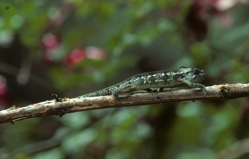 Helmeted_Chameleon_90_Kenya_009