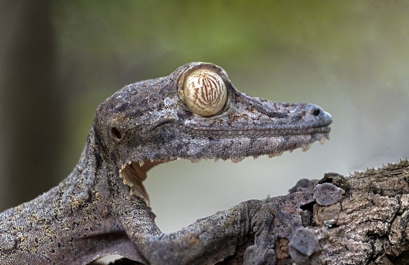 Henkels_Leaf-tailed_Gecko_24_Madagascar_034