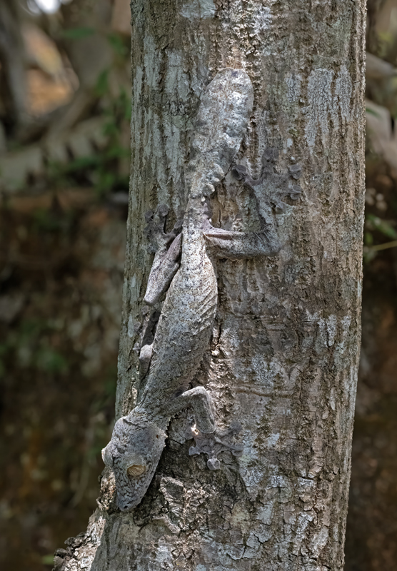 Henkels_Leaf-tailed_Gecko_24_Madagascar_991