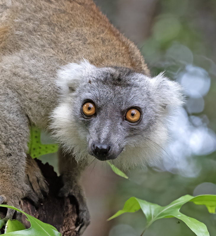 Hyprid_Lemur_24_Madagascar_027