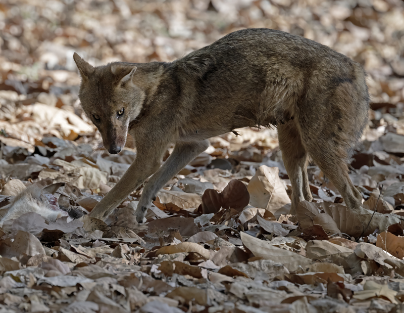 Indian_Jackal_25_India_013