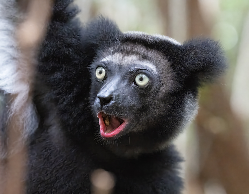 Indri_Lemur_24_Madagascar_076