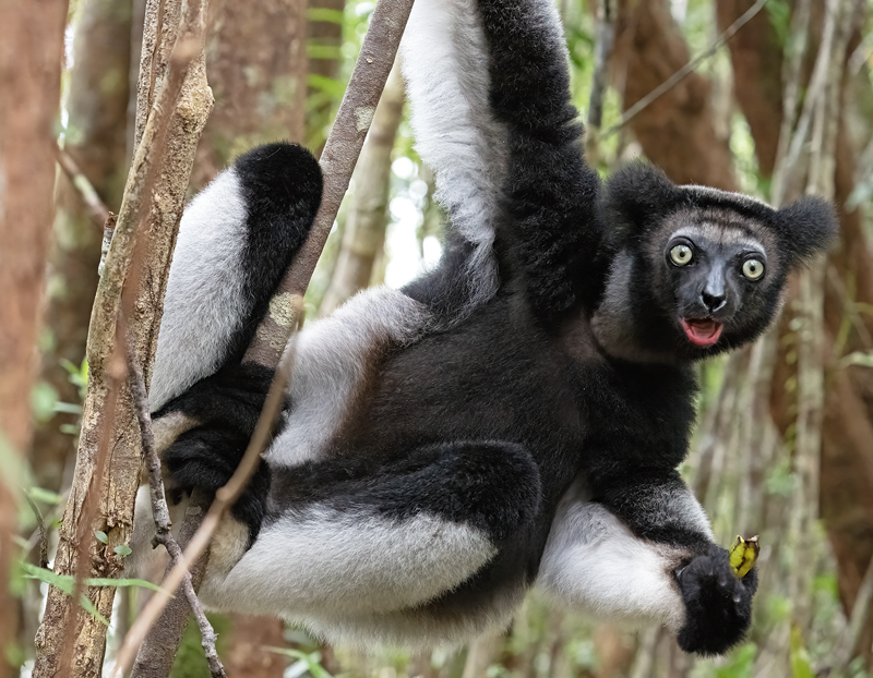 Indri_Lemur_24_Madagascar_101