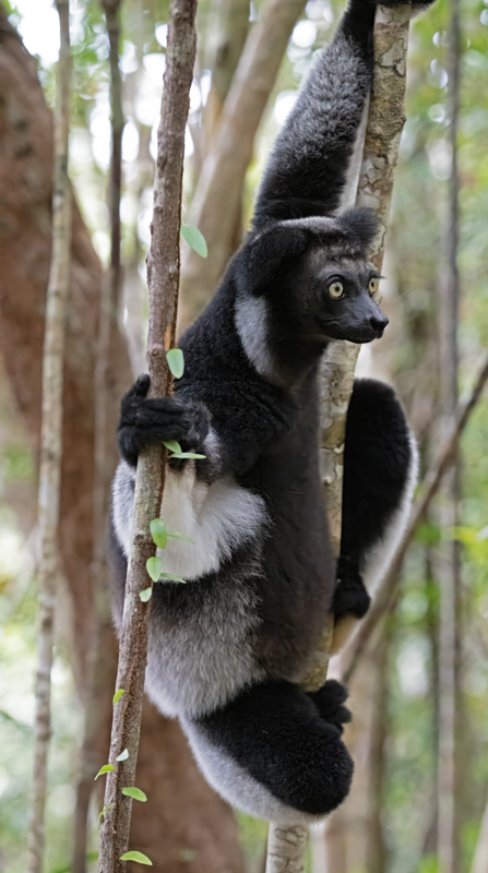Indri_Lemur_24_Madagascar_113