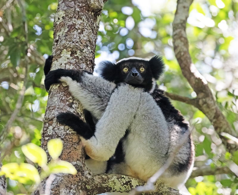 Indri_Lemur_24_Madagascar_245