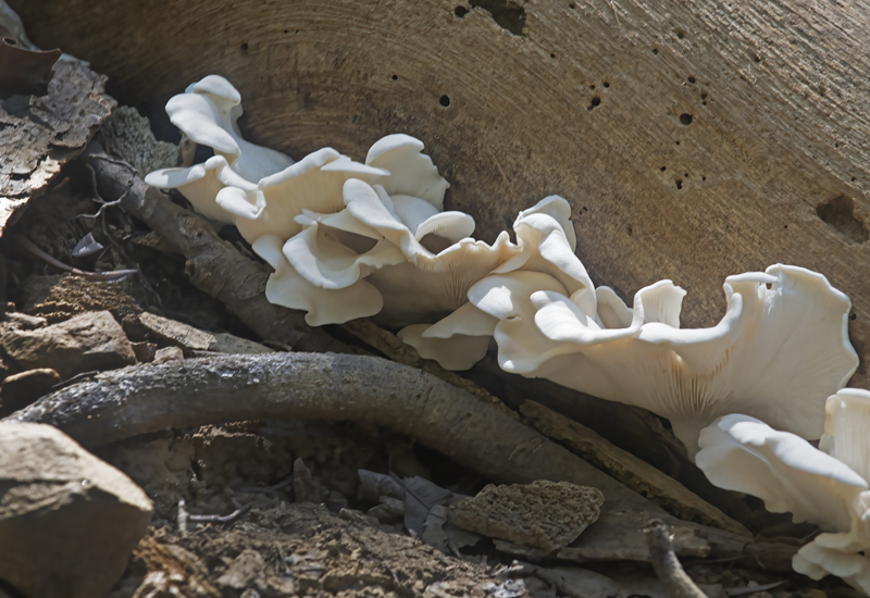 La_Cusinga_17_Costa_Rica_001