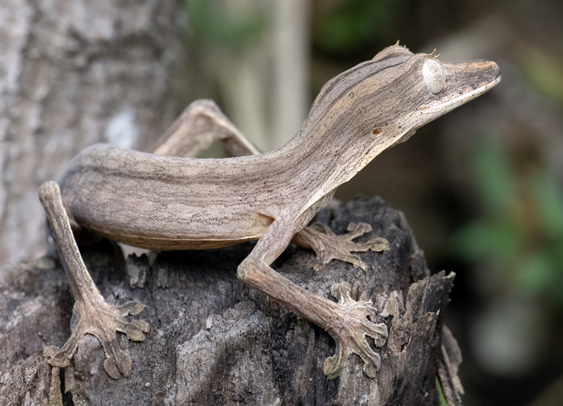 Lined_Leaf-tailed_Gecko_24_Madagascar_058