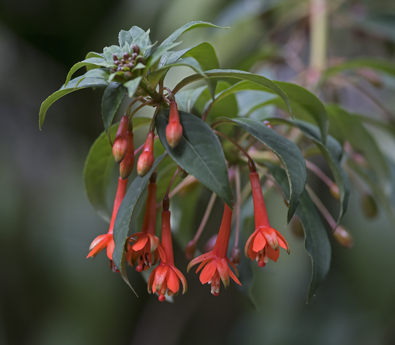 Machu_Picchu_Flowers_17_Peru_007