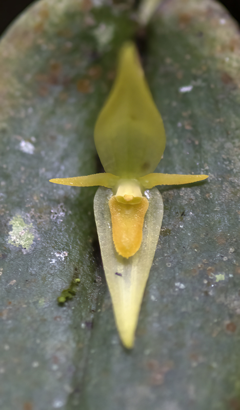 Machu_Picchu_Flowers_17_Peru_022