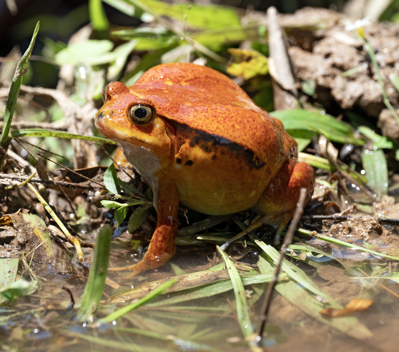 Madagascar_Tomato_Frog_24_Madagascar_011