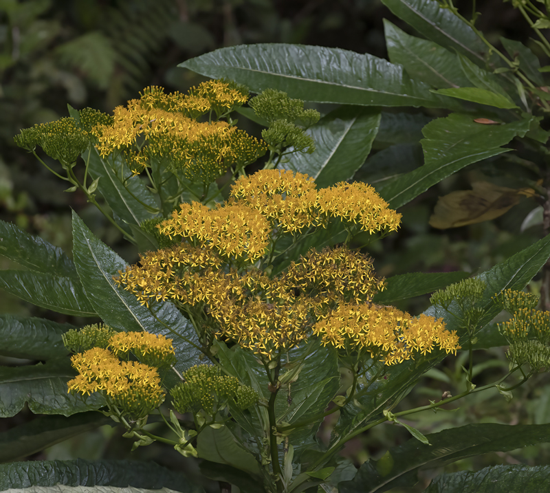 Montana_Suria_17_Costa_Rica_004