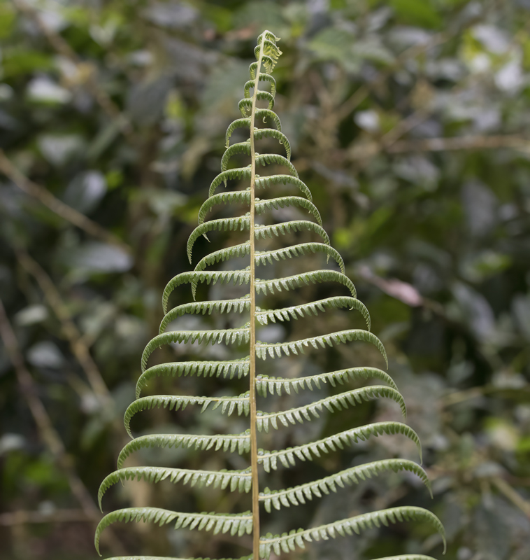 Montana_Suria_17_Costa_Rica_008