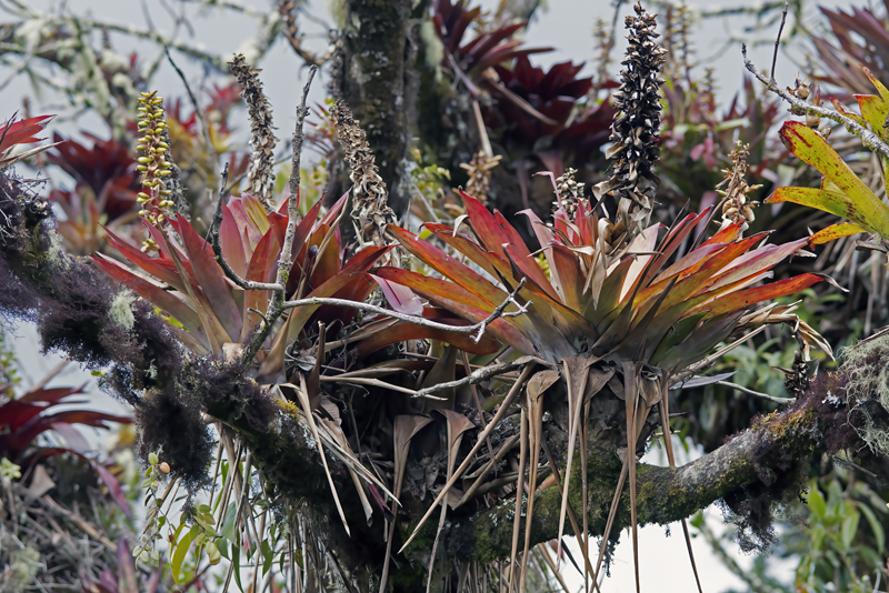 Montana_Suria_17_Costa_Rica_033