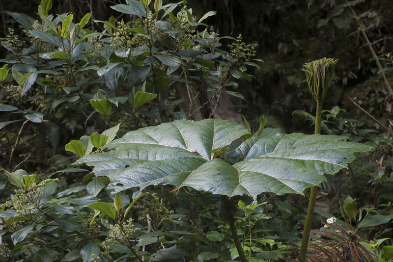 Montana_Suria_17_Costa_Rica_036