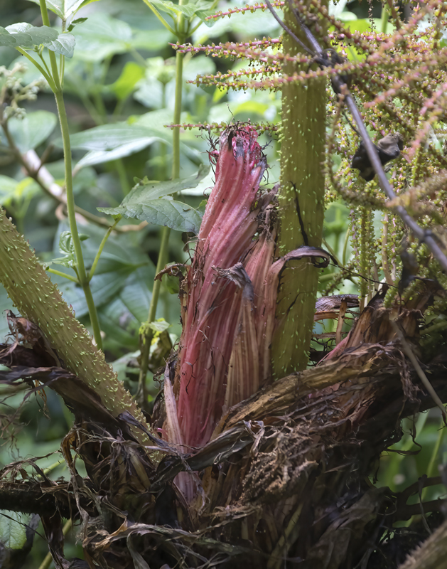 Montana_Suria_17_Costa_Rica_037