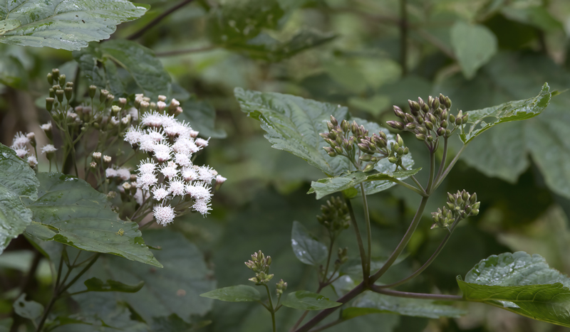 Montana_Suria_17_Costa_Rica_048