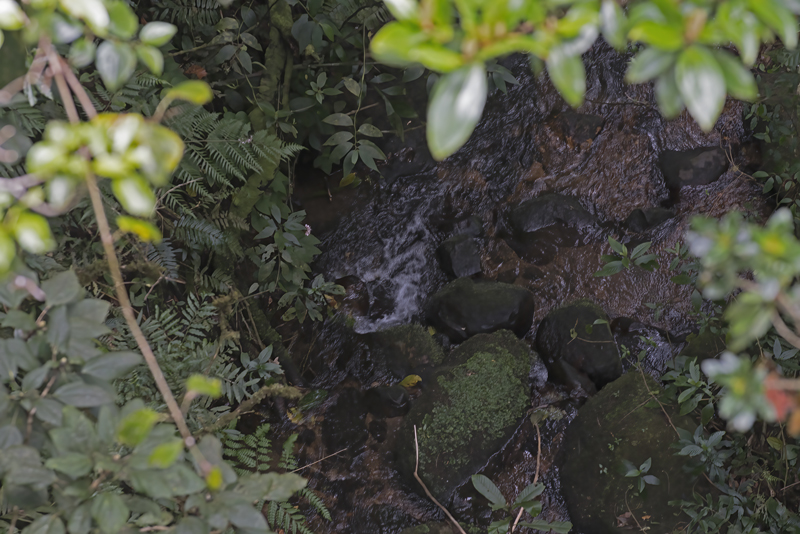 Monteverde_17_Costa_Rica_007