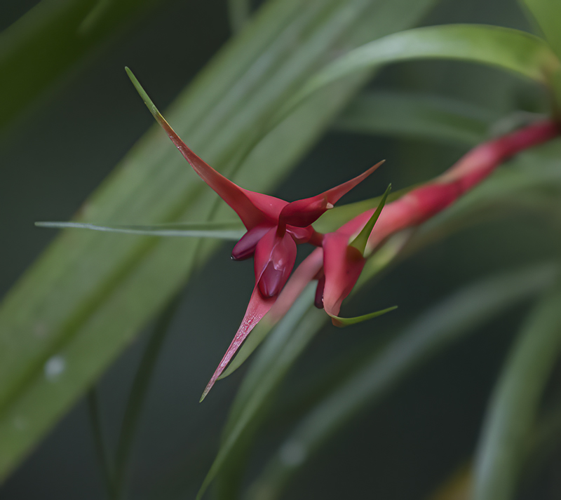 Monteverde_17_Costa_Rica_011