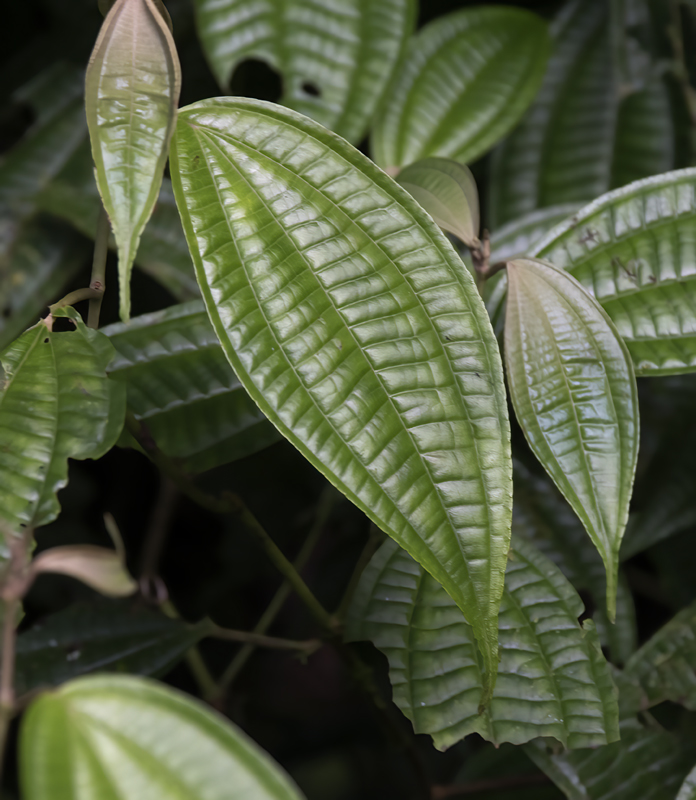 Monteverde_17_Costa_Rica_036