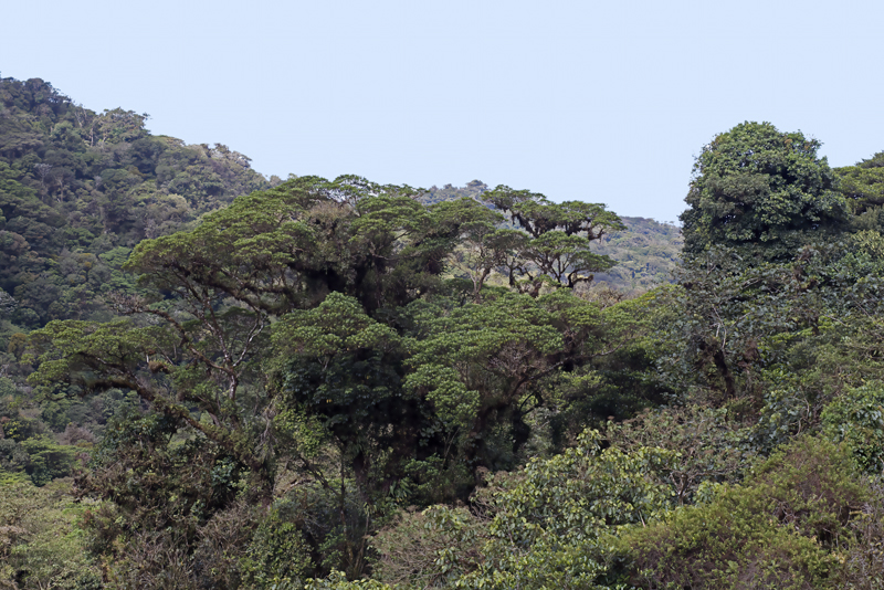 Monteverde_17_Costa_Rica_056