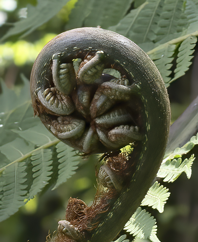 Monteverde_17_Costa_Rica_059